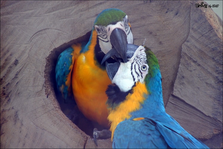 сине-желтые ара в дупле