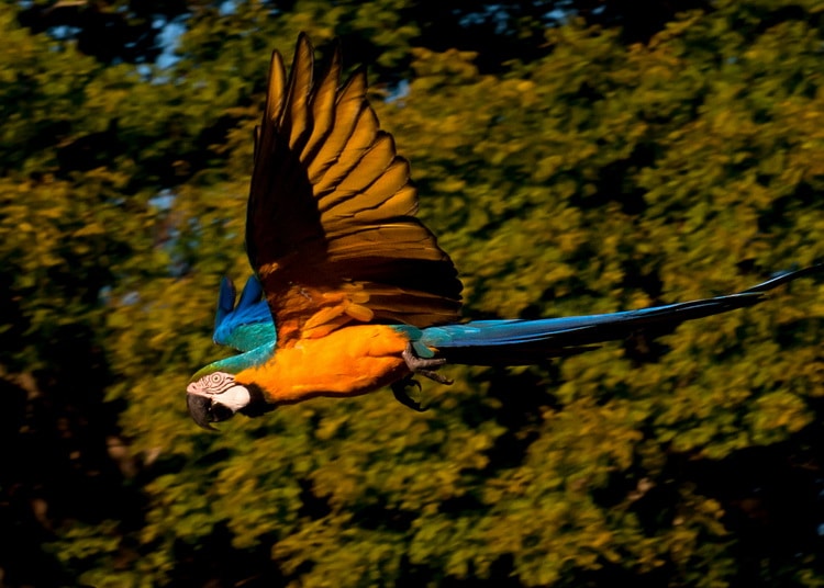 сине-желтый ара в полете