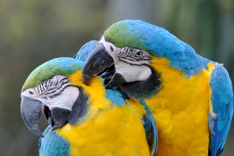 сине-желтый ара целуются