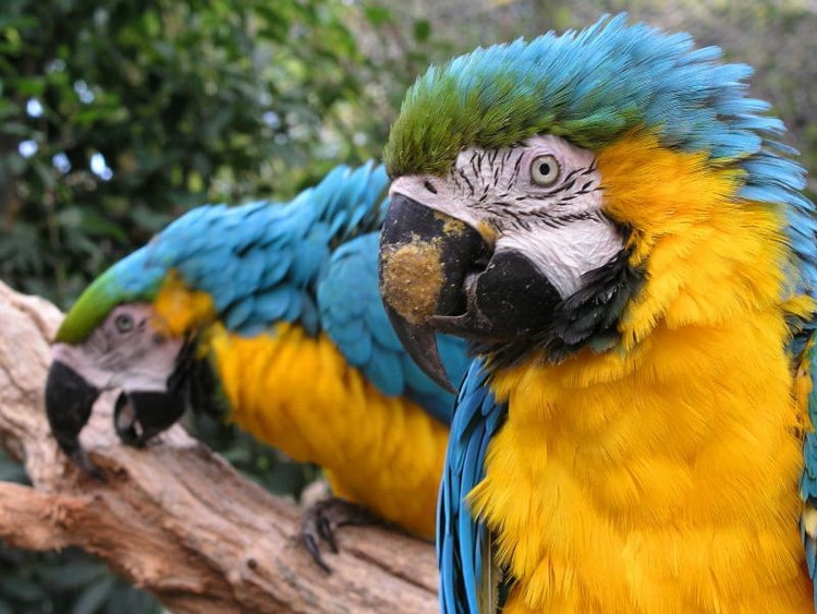 пара сине-желтых ара
