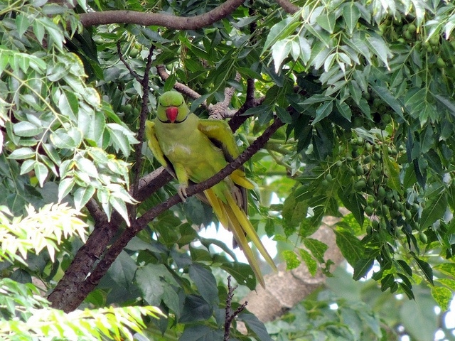 Ожереловый попугай Крамера на дереве