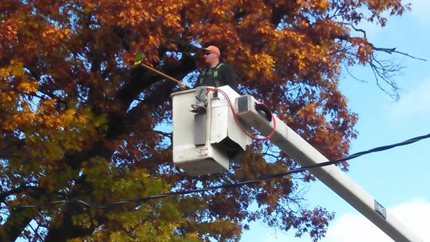 Пожарный снимает попугая с дерева