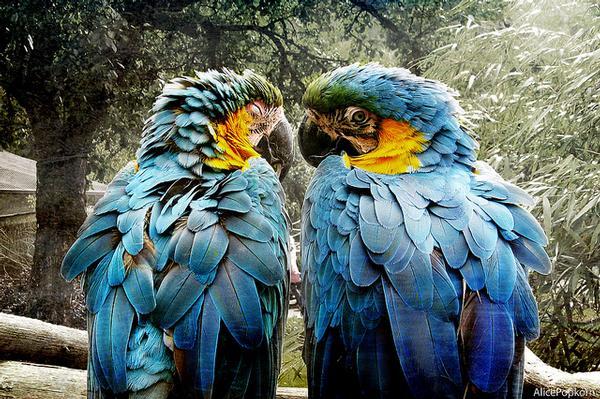 Пожилая пара попугаев