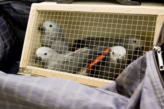 Краснохвостые попугаи в клетке