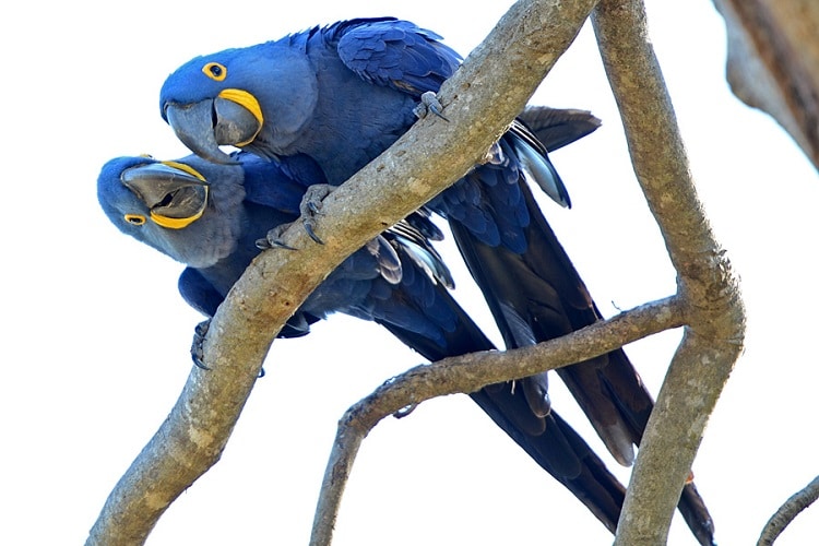 фото парочка синих ара