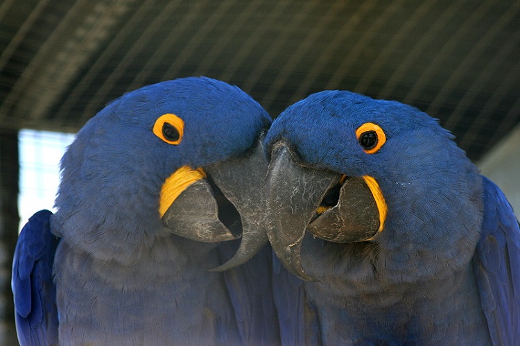 фото влюбленные синие попугаи