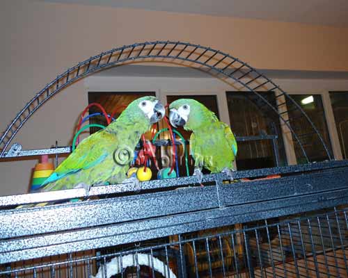 попугаи на клетке