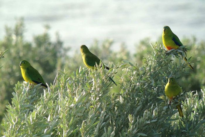 Стайка золотистобрюхих травяных попугайчиков