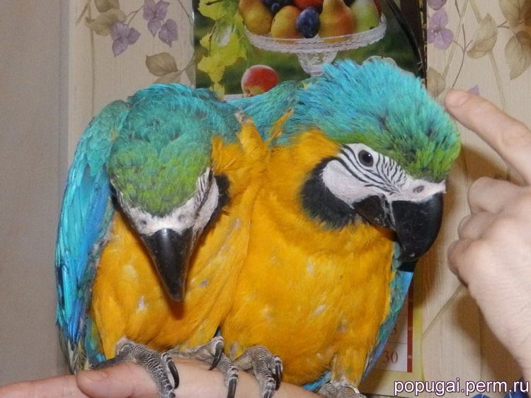 продажа попугаев ара