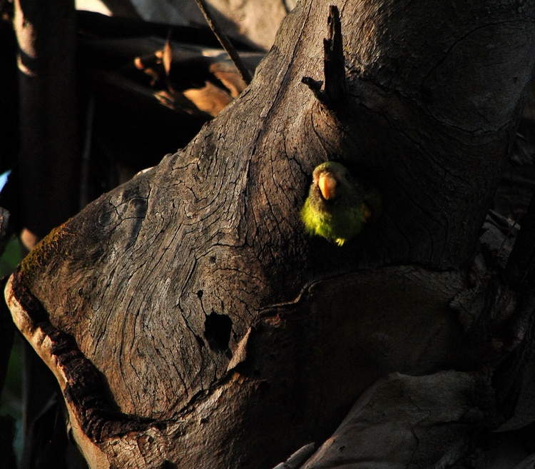 гималайский кольчатый попугай в дупле