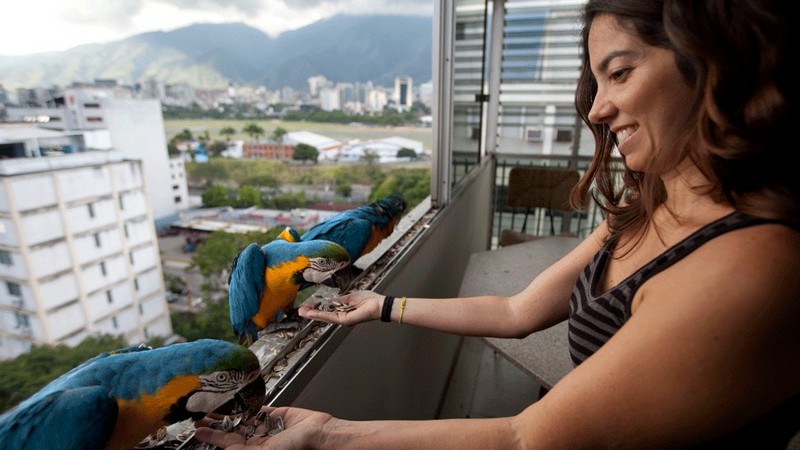 Девушка кормит сине-желтых ар на балконе