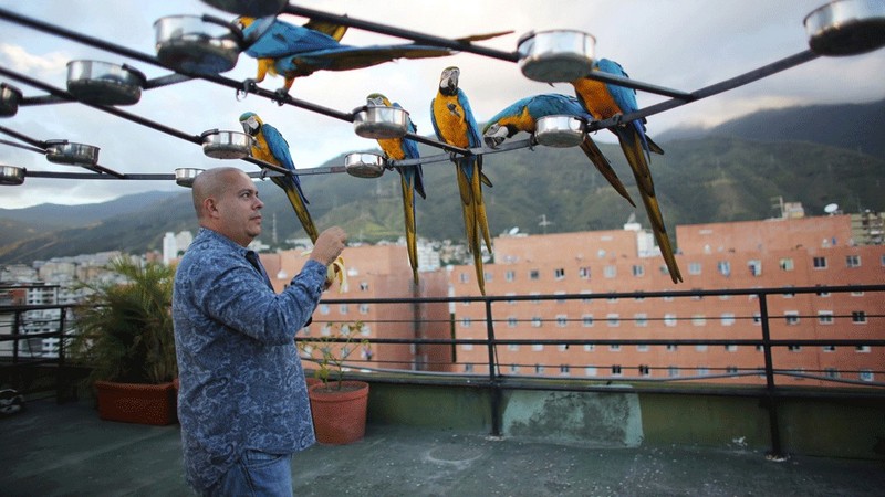 Иво Контрерас и кормушки для попугаев на крыше