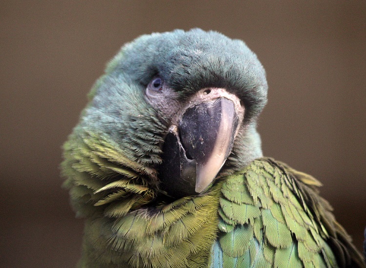 фото горный ара
