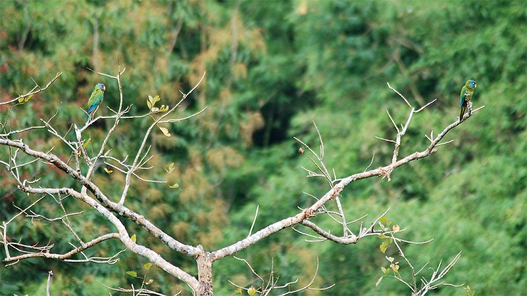  фото синеголовый ара