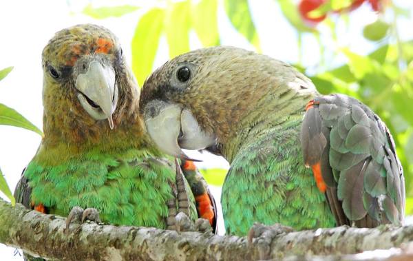 Пара капских длиннокрылых попугаев на дереве