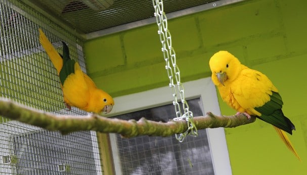Золотые аратинги в вольере парка птиц