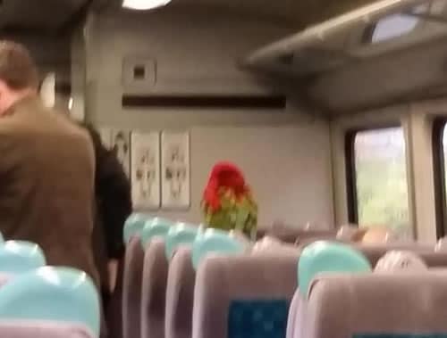 Красный ара в поезде