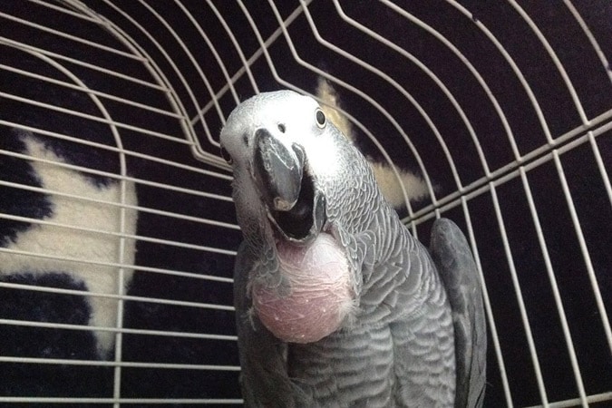 Серый попугай жако
