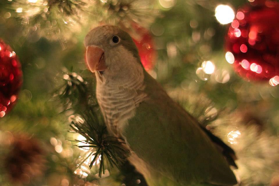 Попугай-монах на фоне новогодней елки