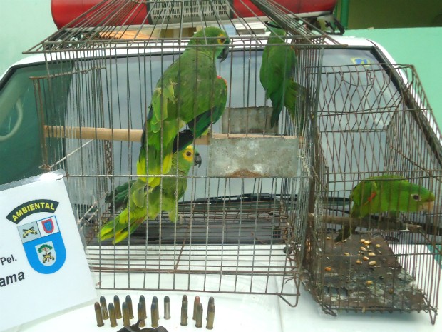 Спасенные попугаи в клетках