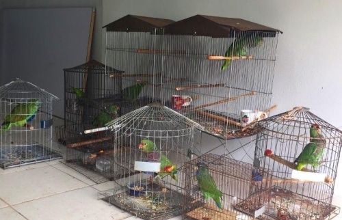 Изъятые полицией попугаи сидят в клетках