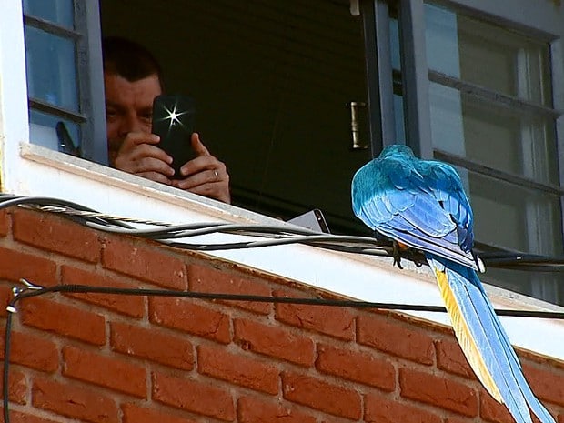 Мужчина фотографирует сине-желтого ару из окна