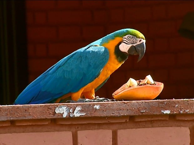 Сине-желтый ара ест фрукт