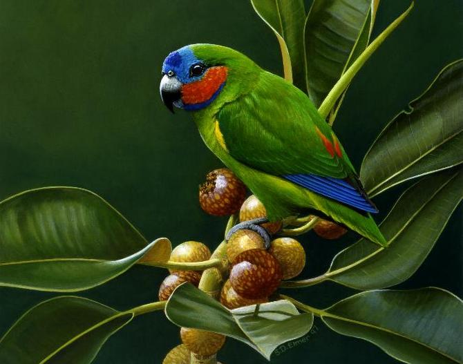 рисунок южного фигового попугайчика