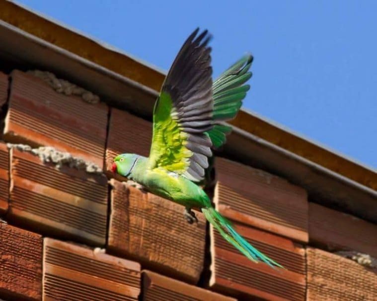 Индийский кольчатый попугай летит на фоне стены дома