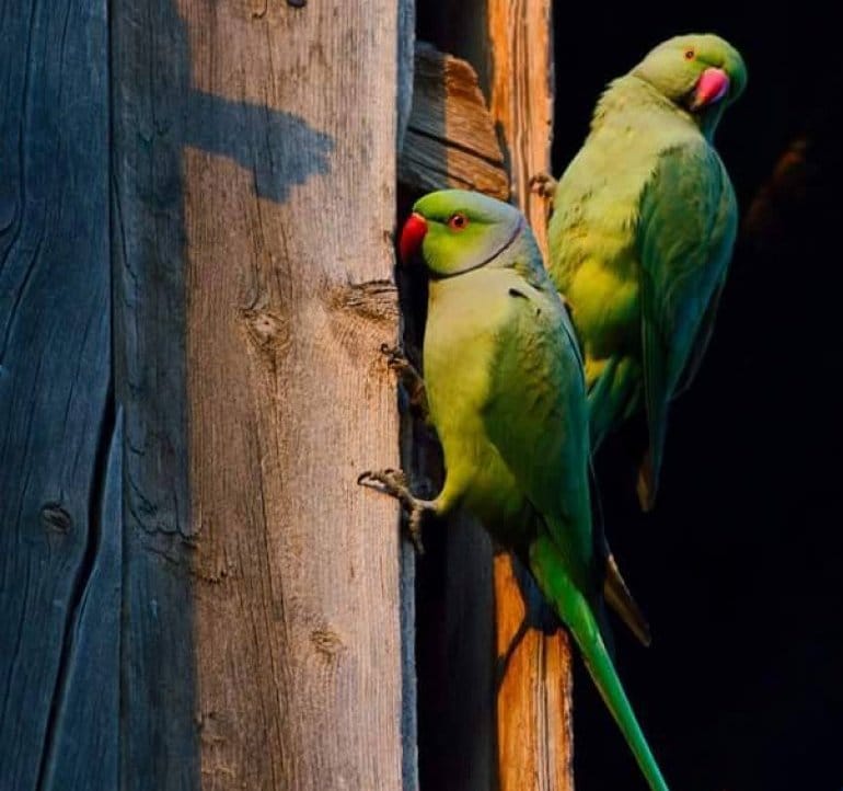 Пара индийских кольчатых попугаев сидит на опоре
