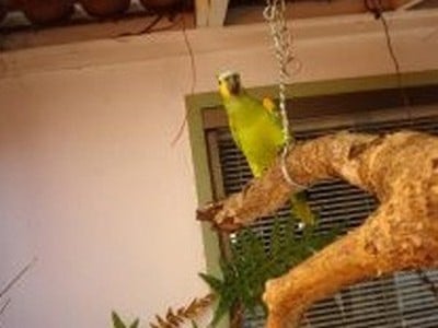 Спасенный попугай уже дома