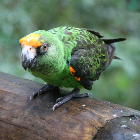 фото конголезского попугая