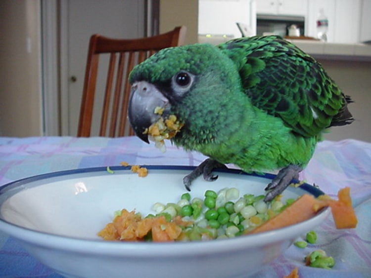конголезский попугай кушает