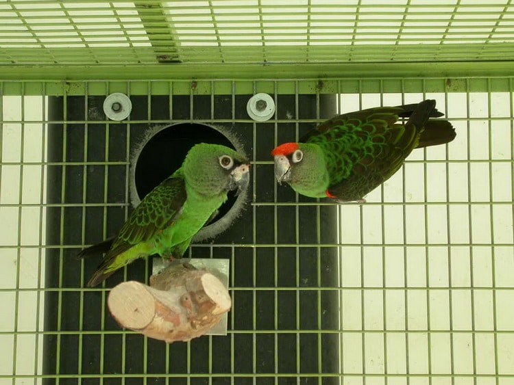 конголезские попугаи