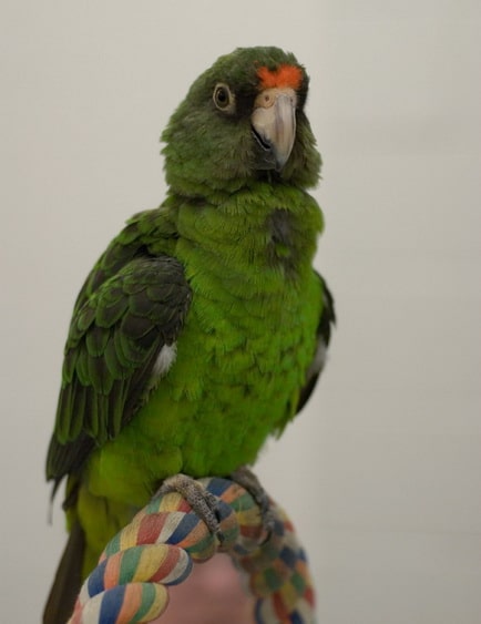 конголезский попугай на канате