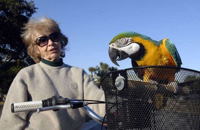 Сине-желтый ара Люси на велосипеде