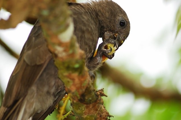 Черный попугай на ветке пальмы