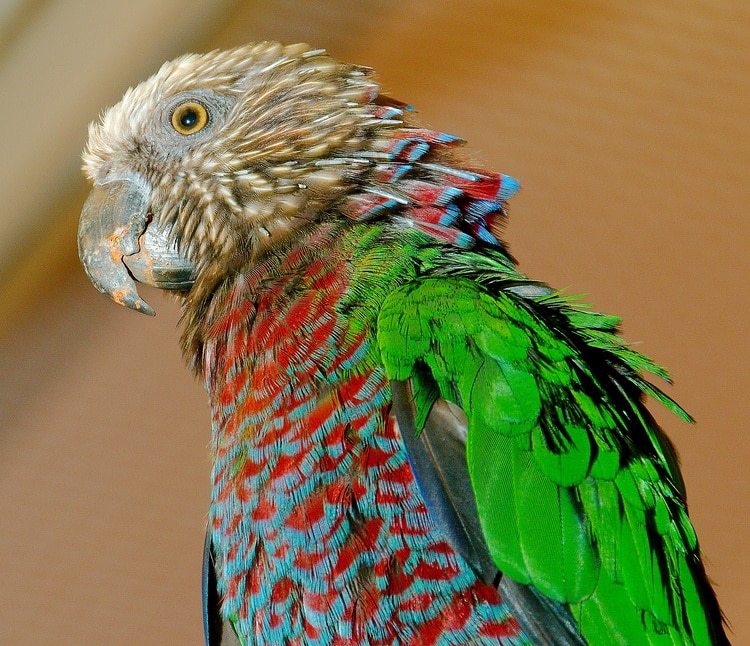 фото веерного попугая