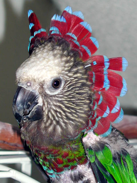  фото попугая с поднятым веером