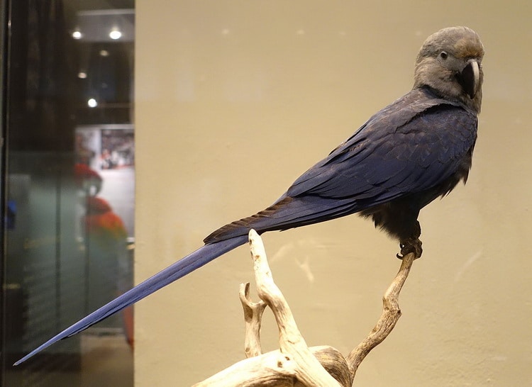 голубой ара