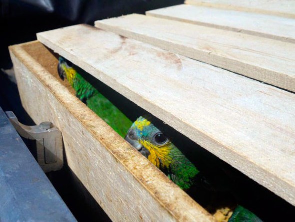 Спасенные попугаи в ящике