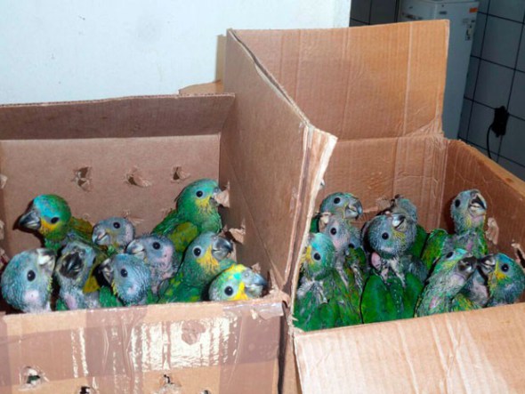 Десятки птенцов попугая в картонных коробках