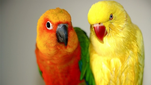 Пара попугаев с ярким оперением