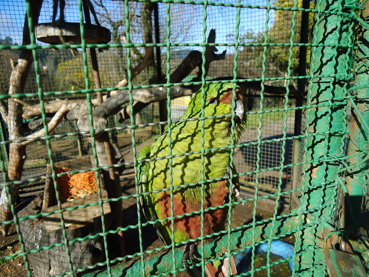 изумрудный попугай в вольере