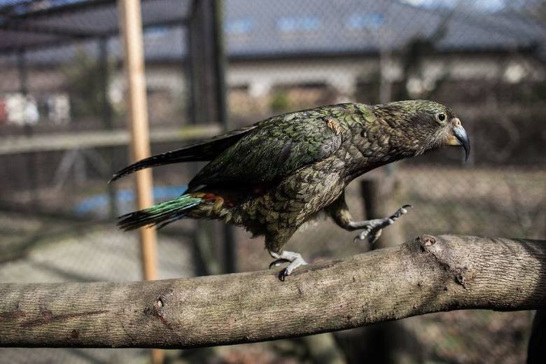 Попугай кеа в новом вольере зоопарка города Лодзь