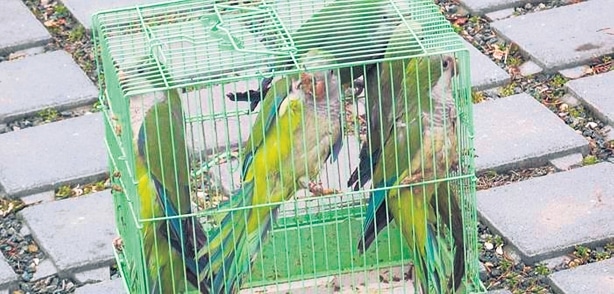 Попугаи-монахи в клетке перед выпуском в Парке роз