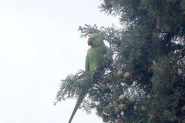 Кольчатый попугай в ветвях кипариса
