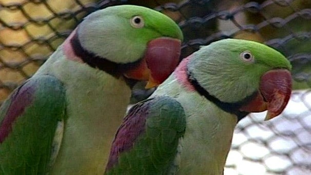 Пара александровых кольчатых попугаев на фоне клетки