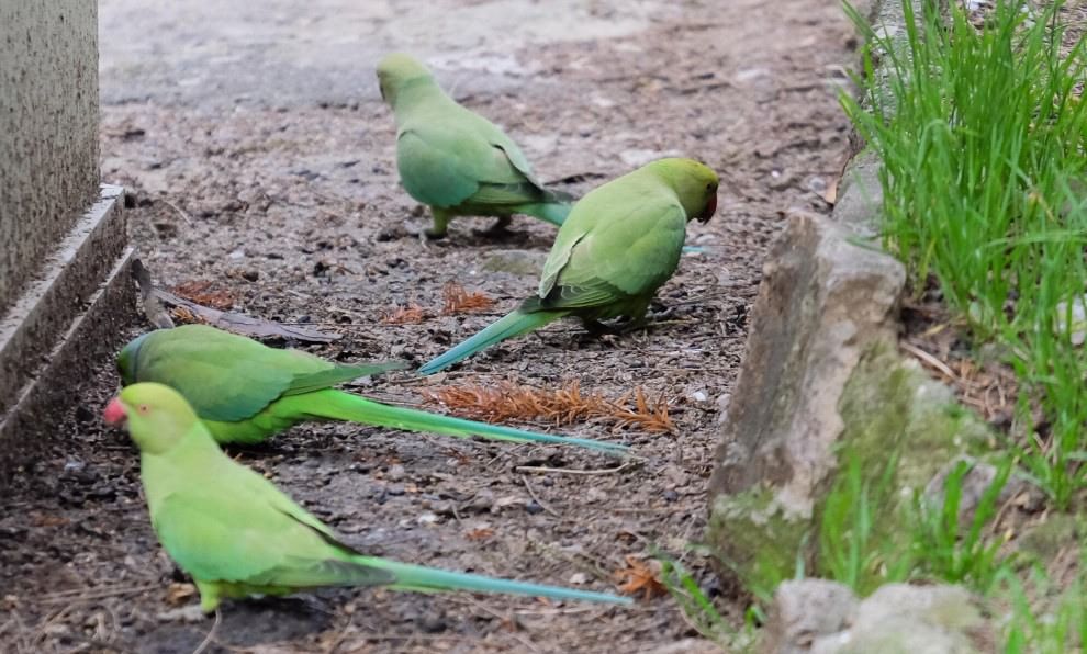 Индийские кольчатые попугаи в одном из итальянских переулков