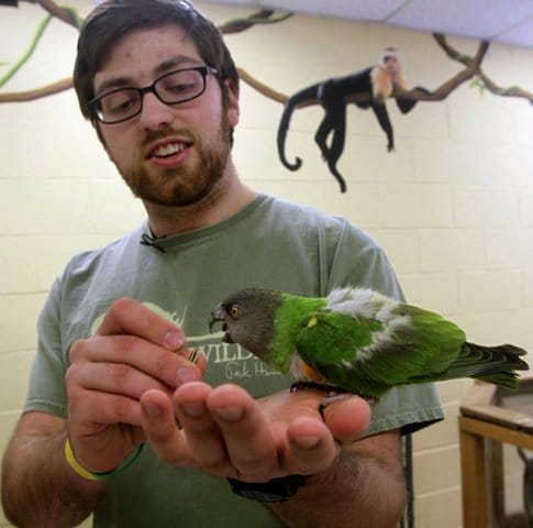 Самый молодой дрессировщик попугаев с птицей